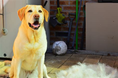 black lab shedding excessively.